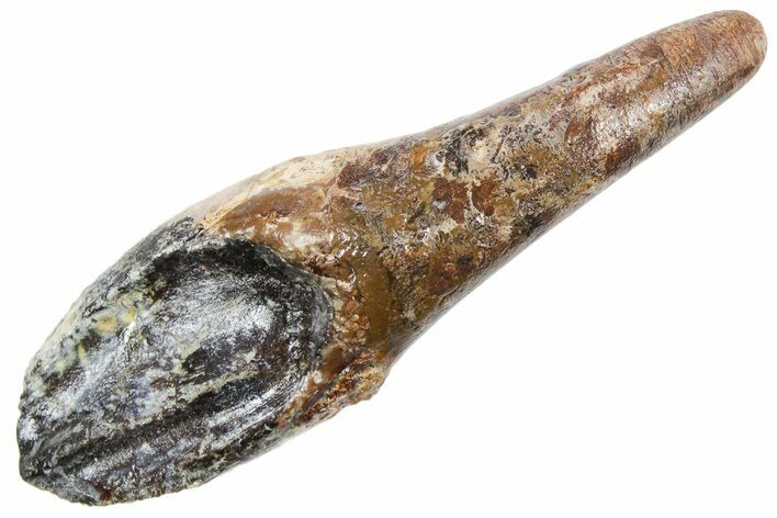 Huge, Rooted Triceratops Tooth - Wyoming #356954